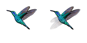 Hummingbird Animated