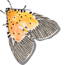 Watercolor Moth arrow cursor