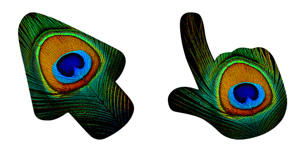 Peacock Feather Animal Skin Texture